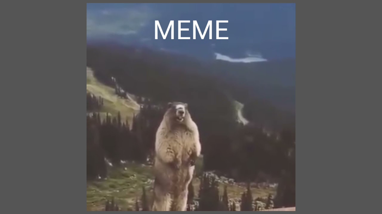 screaming beaver (meme & original)