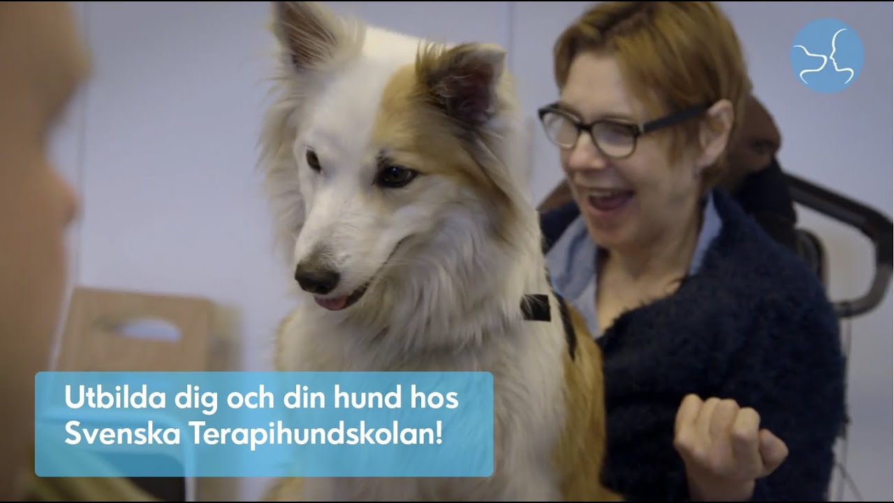 Svenska Terapihundskolan