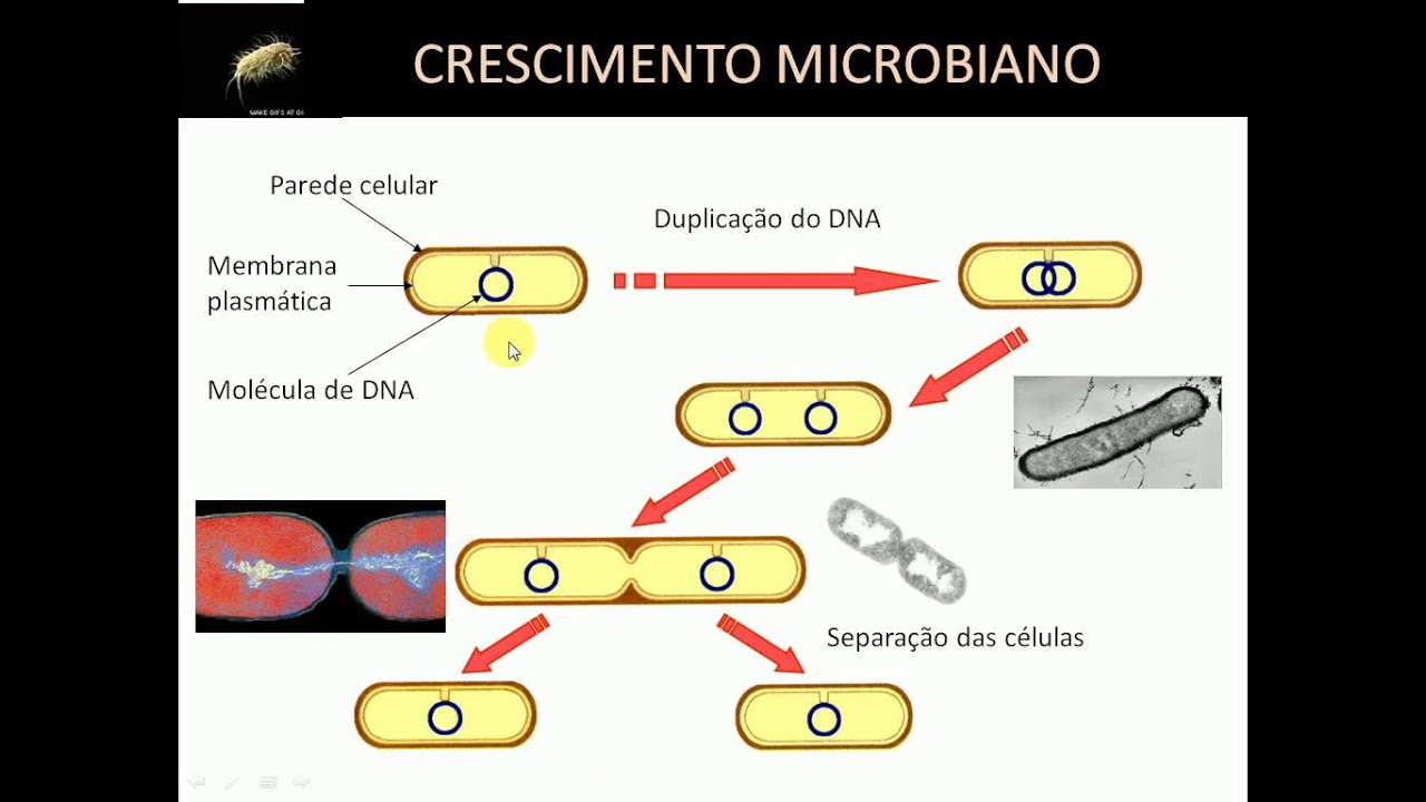 Crescimento Microbiano Parte1
