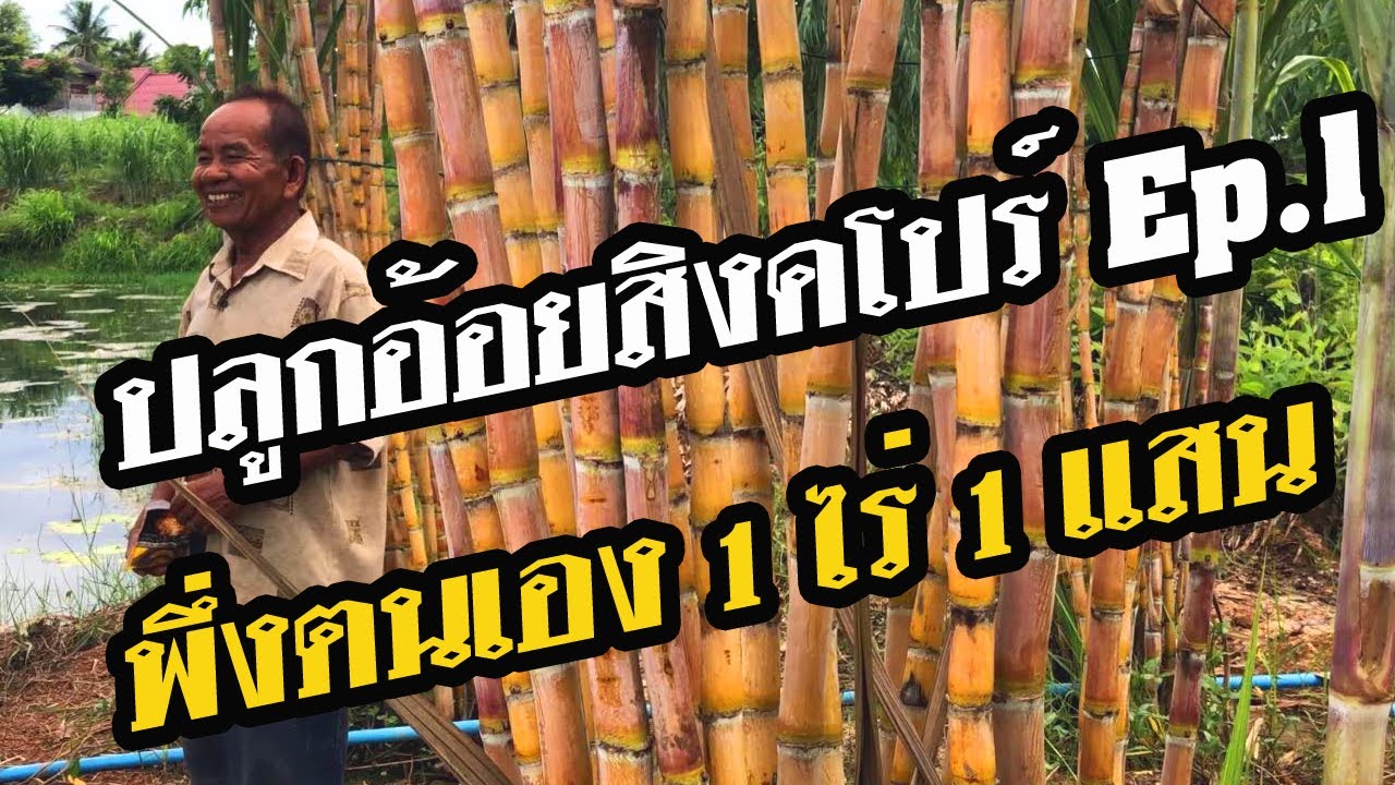 ปลูกอ้อยสิงคโปร์แนวทาง1ไร่1แสน เกษตรพึ่งพาตนเอง สวนอ้อยพ่อคำพันธ์ แสงหัวช้างโทร 091-037-1299 EP.1