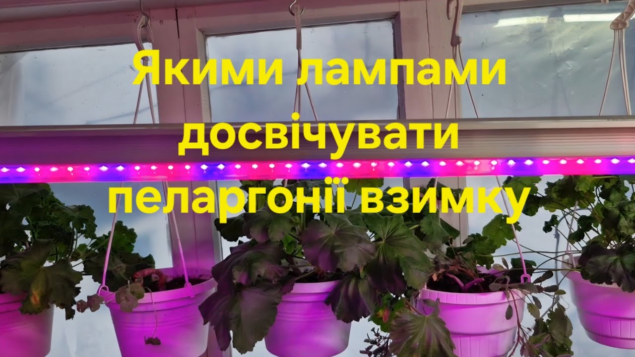 7. Як зимують мої пеларгонії. Частина I. Підсвітка.