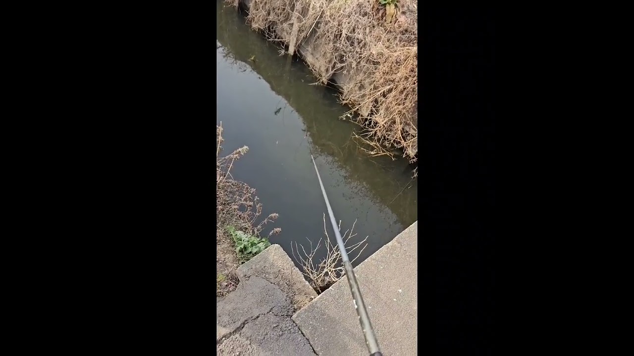 桶川市　オイカワ爆釣