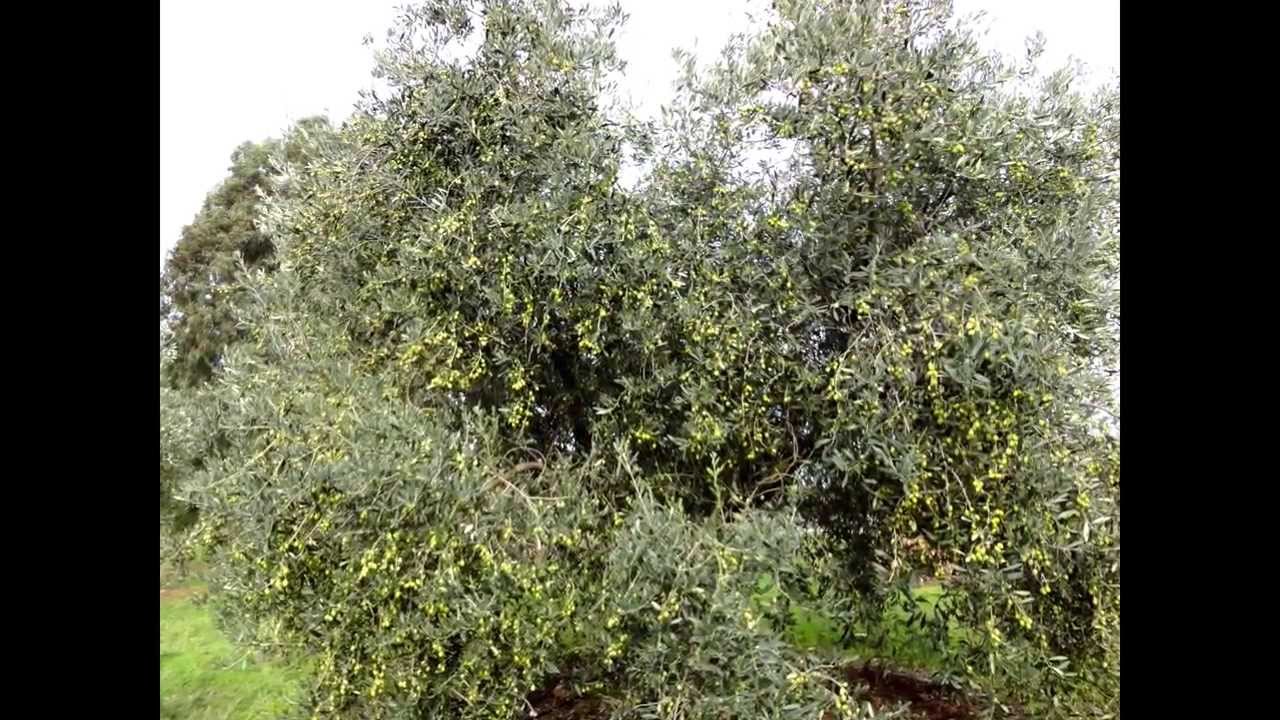 Olive, ulivi e olivicoltura a Villacidro