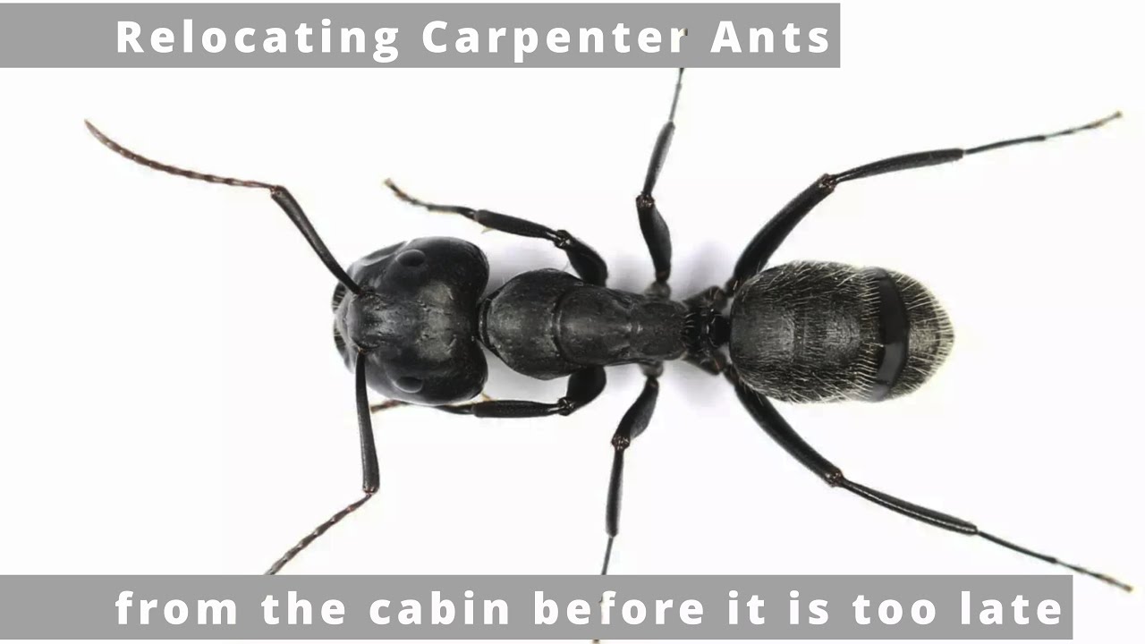 Relocating Carpenter Ants from Cabin