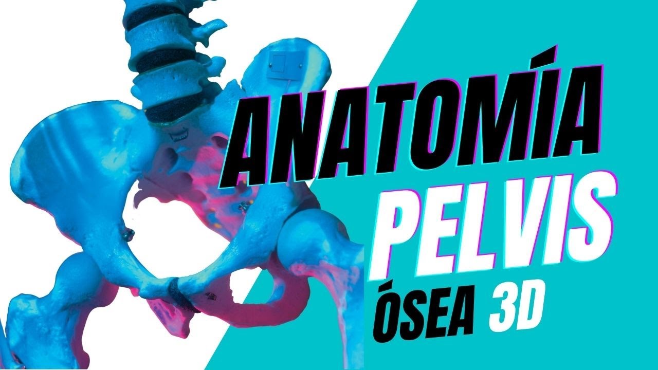🦴 HUESOS del Cuerpo Humano [LA PELVIS] Anatomía Ósea 3D