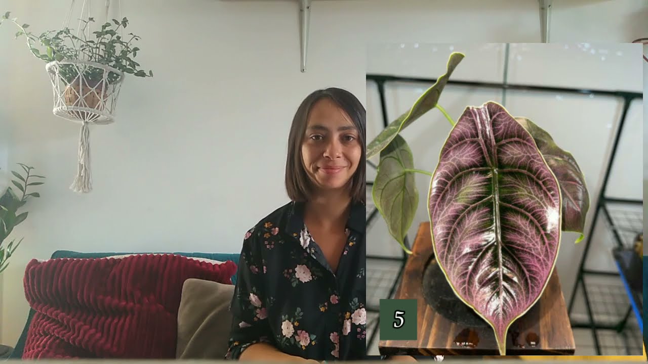 Battle Plant 2