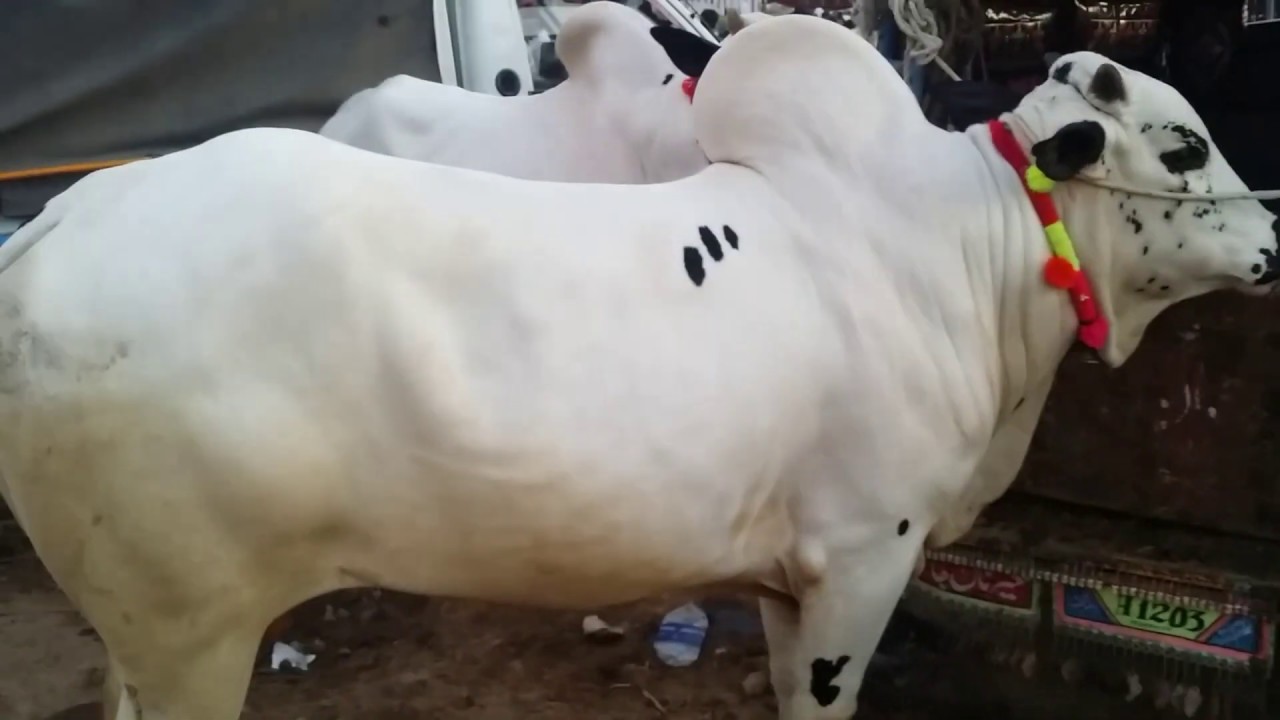 Only Fatehjangi bulls||Islamabad cow mandi 2019
