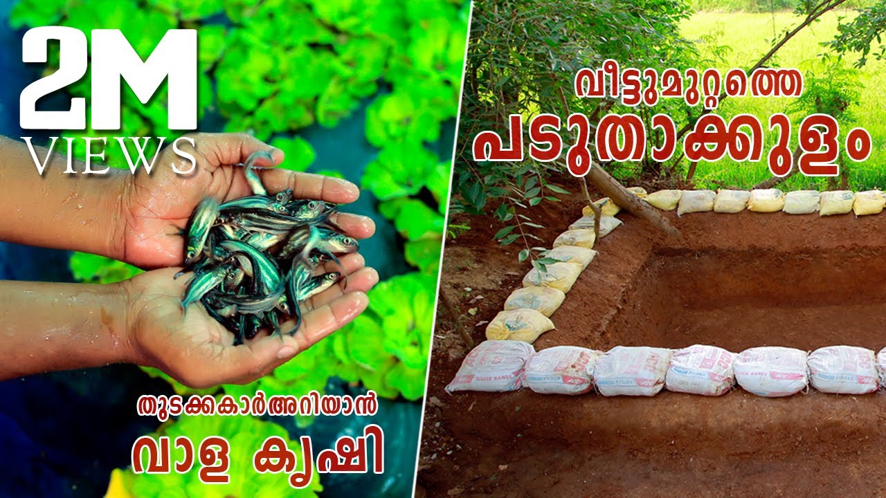 Padutha Kulam Malayalam | Vaala Meen Valarthal | പടുത കുളം നിർമാണം | മീൻ വളർത്തൽ