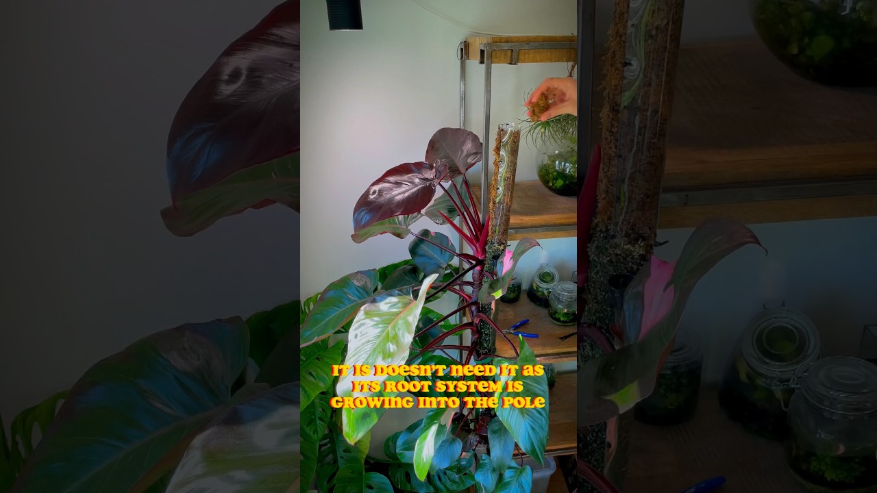 My HUGE Philodendron Pink Princess gets a moss pole extension! 😁🌱 #plants #urbanjungle #planttips