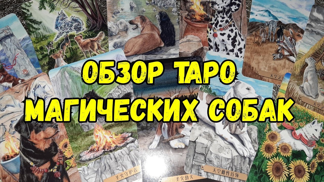 ОБЗОР ТАРО МАГИЧЕСКИХ СОБАК