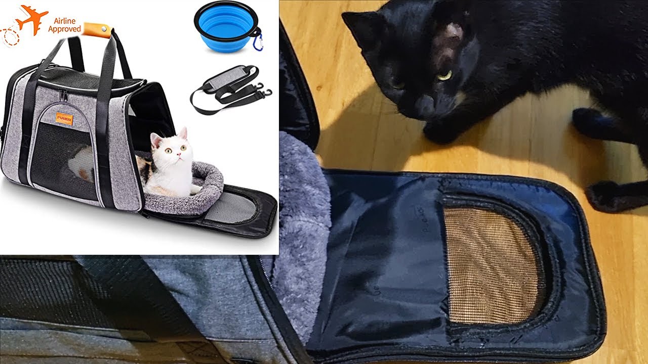 Transportín de perro y gato ⭐ Cómo viajar con gatos en avión