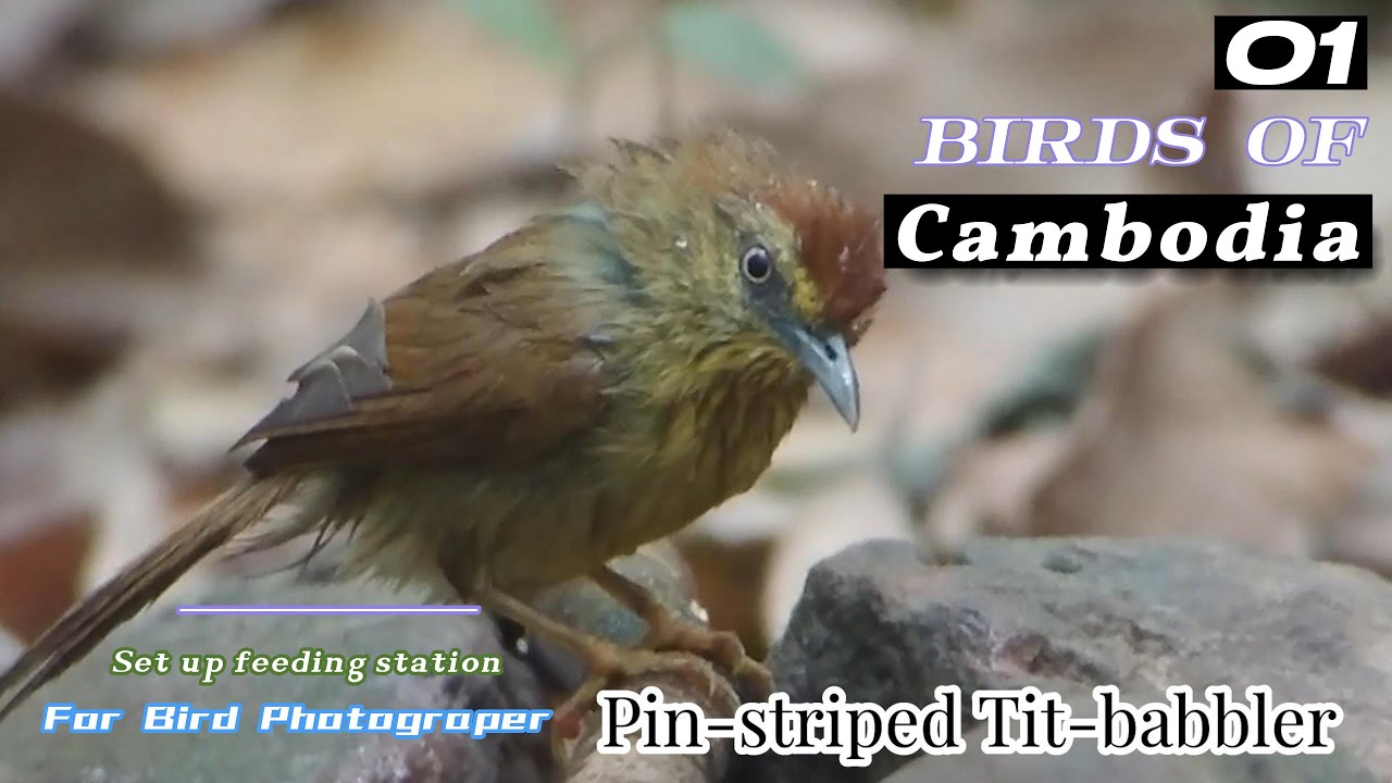 Birds Of Cambodia at Chongkran Roy | Birds | Nature | Wildlife | Cambodia |