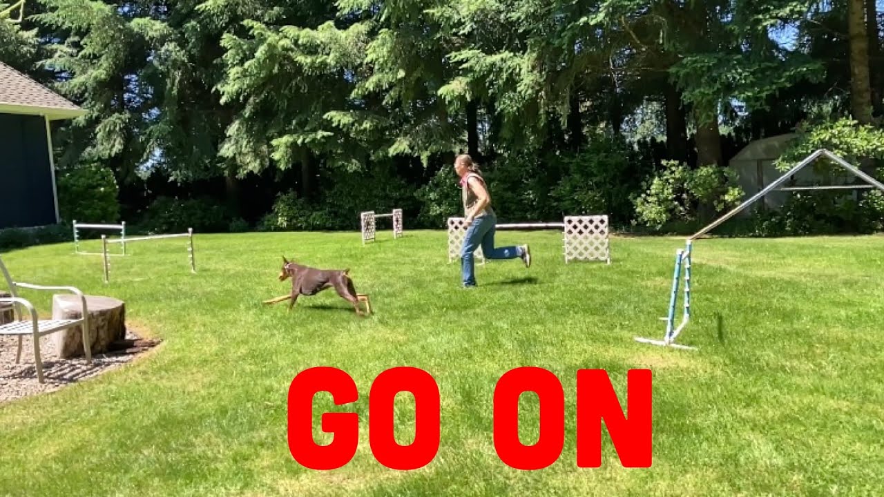 How to Train Your Dog to Go On Ahead of You in Agility