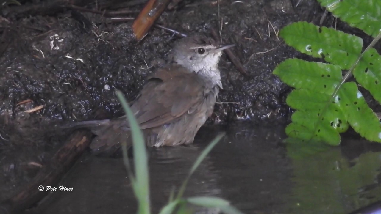Baikal Bush Warbler (Locustella davidi) (bird 1)