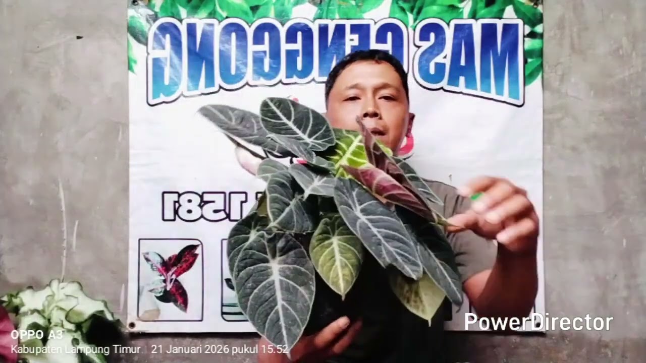 Salam aglonema dan kladi +6281770231581 & +6285664845585