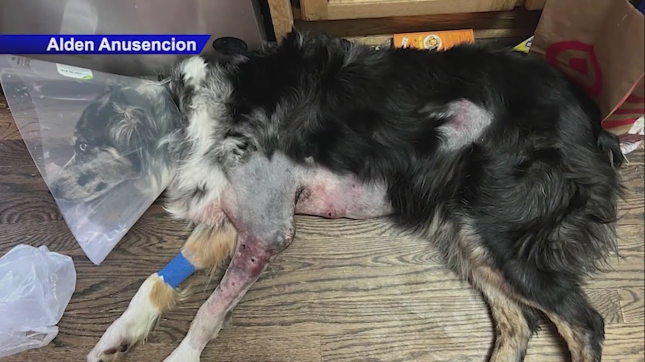 Man, dog recovering after attack by 5 dogs on Christmas