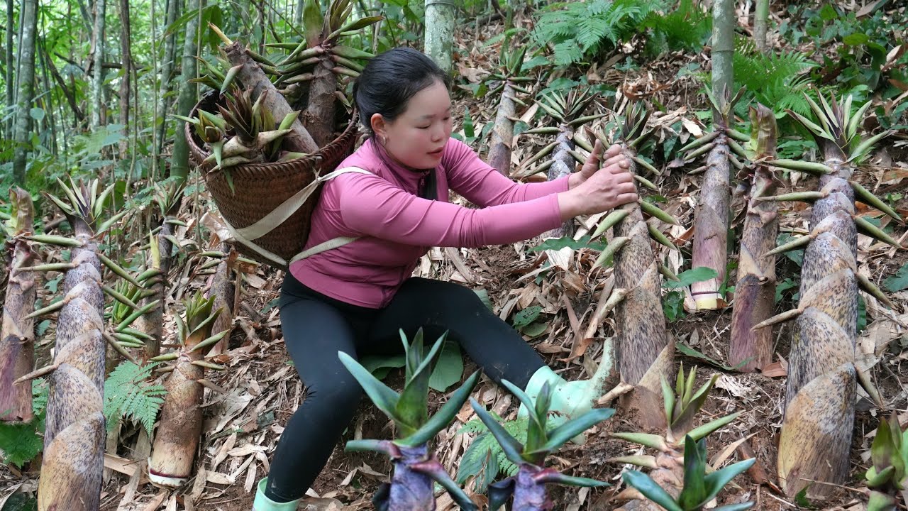 Harvesting Bamboo Shoots - Recipe for Bamboo Shoot Rolls with Meat Filling to Sell at the Market.