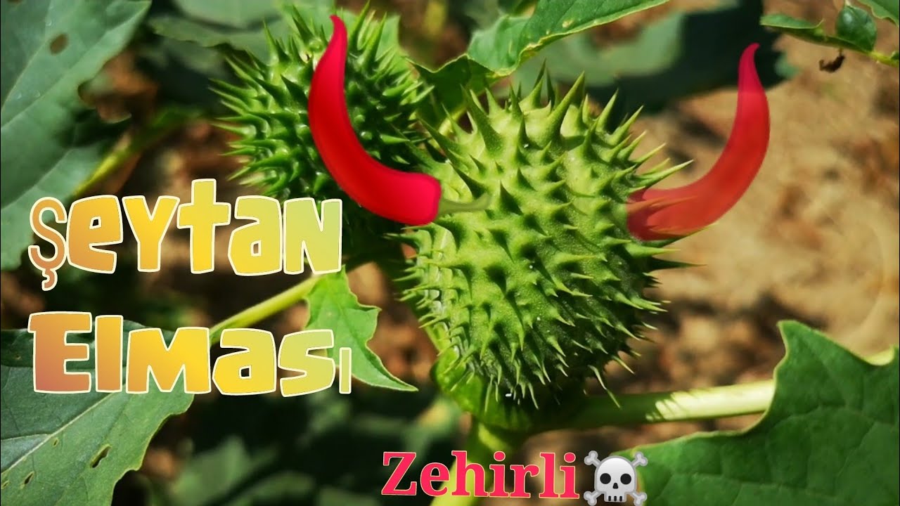 Şeytan Elması - Zehirli☠️