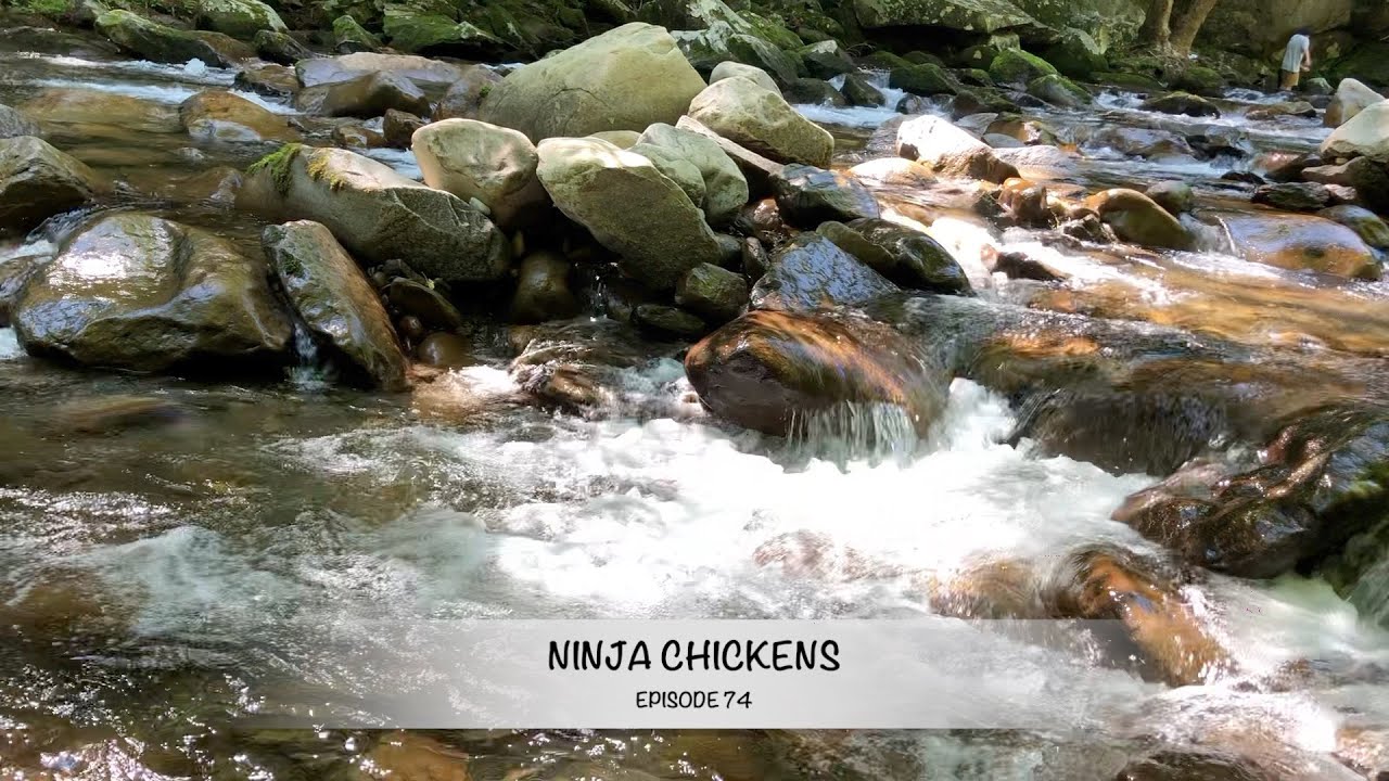 Ants and Chickens and Gardens, Oh My! - Episode 74 of Ninja Chickens