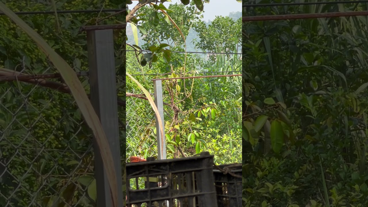 Bẫy tất cả c&aacute;c loại chim tr&ecirc;n thế giới #baychim #birdtrap