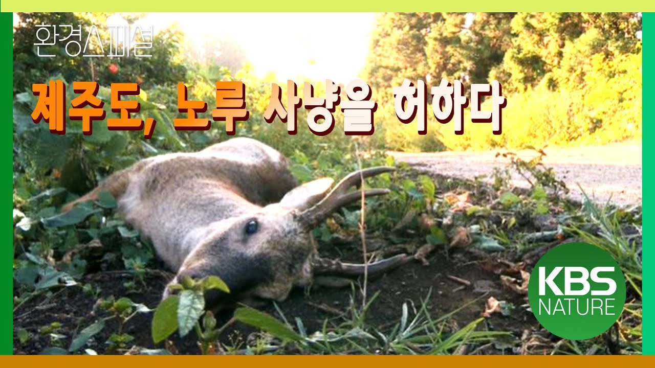 한라산 노루 사냥, 무슨 일이 일어났나? [KBS 파노라마-무너진 전설, 한라산 노루] KBS 20140109