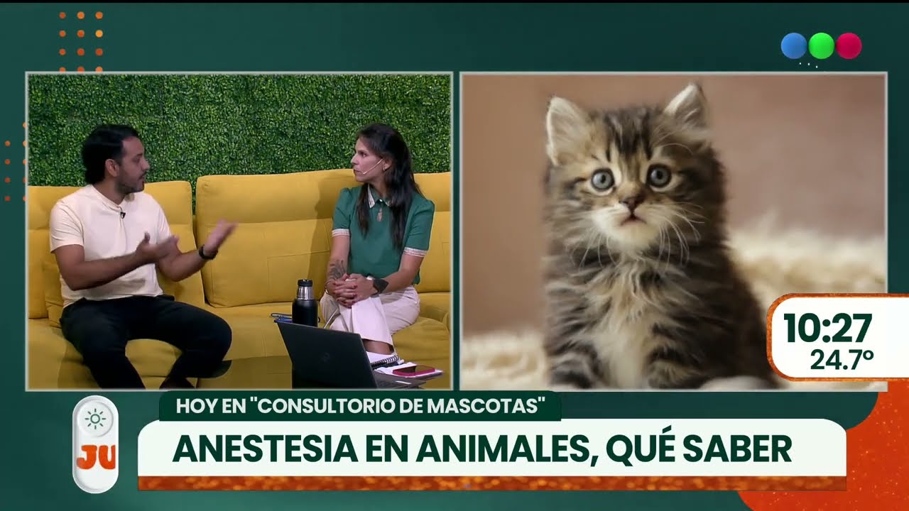 Derribamos mitos sobre la anestesia en perros y gatos