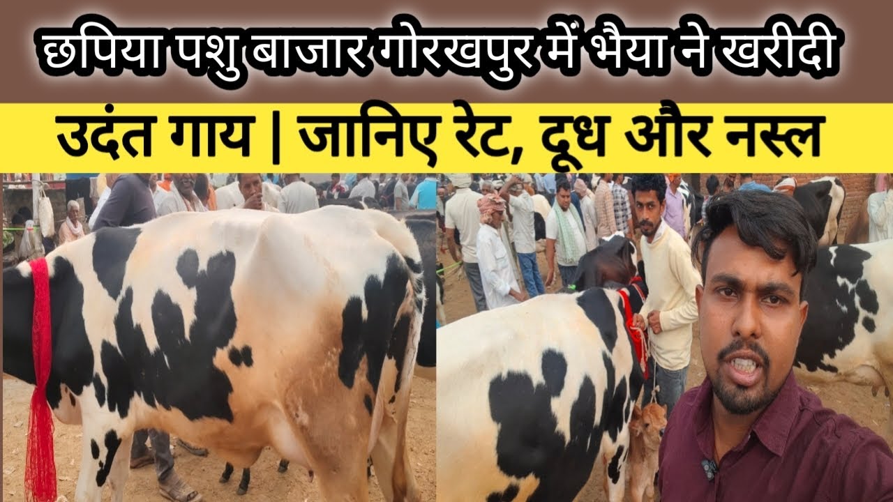 छपिया पशु बाजार गोरखपुर में भैया ने खरीदी उदंत गाय | जानिए रेट, दूध और नस्ल | Chhapiya Pashu Mandi