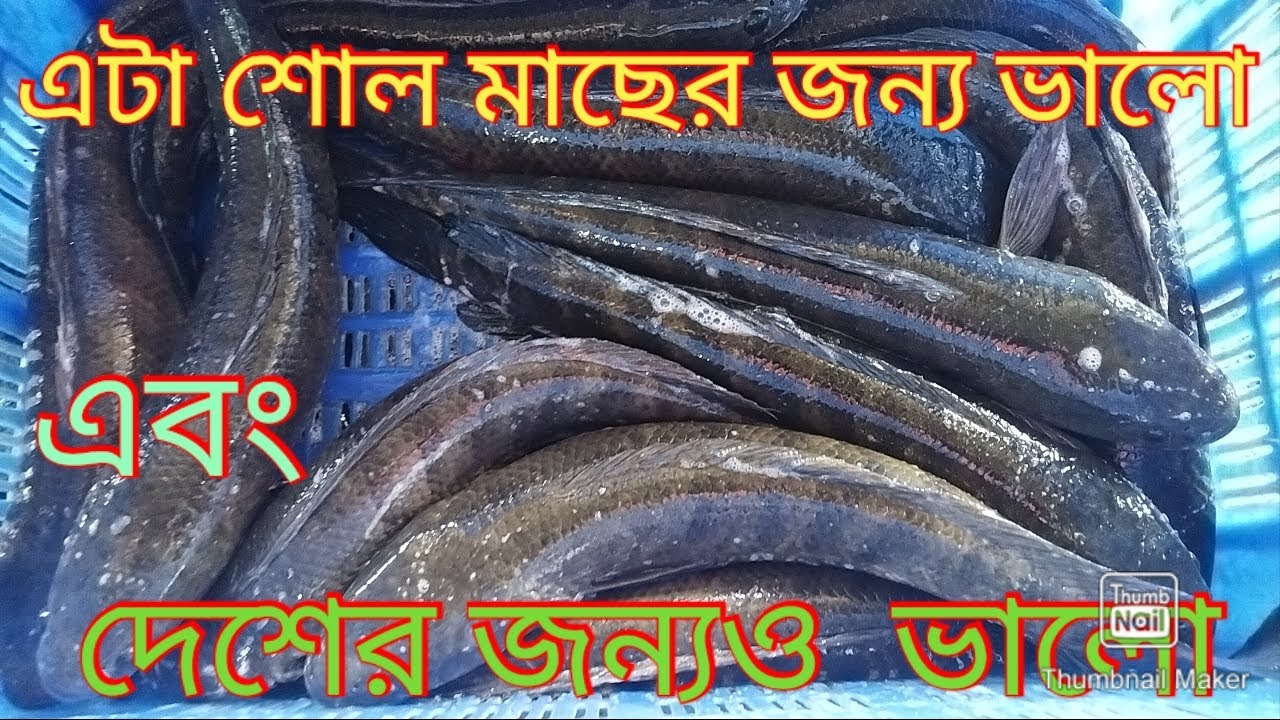 শোল মাছের ভিডিও দেখে। অনুপ্রাণিত হয়ে। দেশের বিভিন্ন জায়গায়। এখন শোল মাছ চাষ করছে সবাই। দেশি শোল 