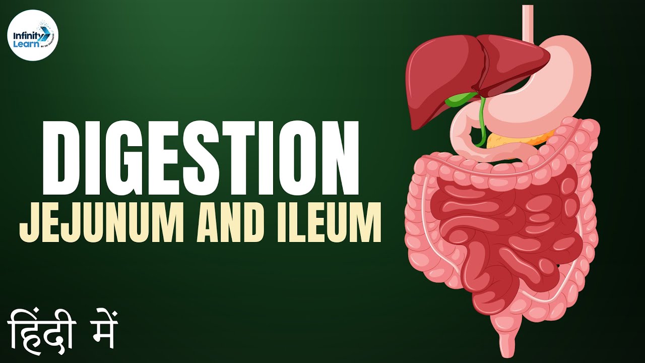Life Processes - Lesson 08 | Role of Jejunum and Ileum - in Hindi (हिंदी में ) | Don't Memorise