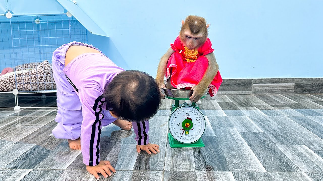 So Cute! Diem was surprised at Kaka Monkey's weight