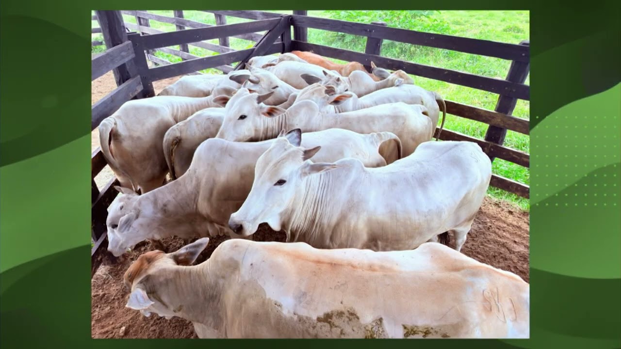 FAMÍLIA VENTUROSO: DA FABRICAÇÃO DE CARROCERIAS AO SUCESSO NA PECUÁRIA A PASTO DE RONDÔNIA; CONHEÇA