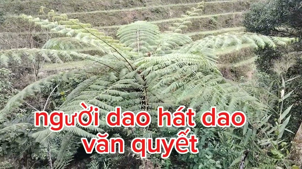 Người dao hát dao văn quyết tv 