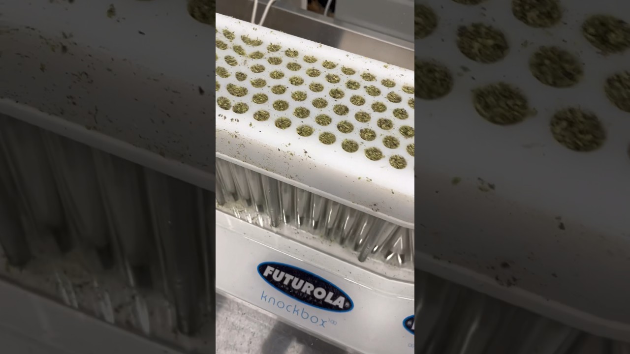 Knock-box setting up prerolls #cannabiseducation #prerolls #knockbox #cannabis🌳