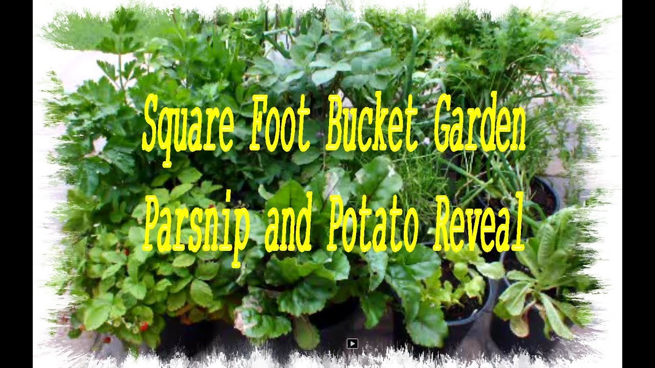 Square Foot Bucket Garden 4th Update Parsnip and Potato Reveal