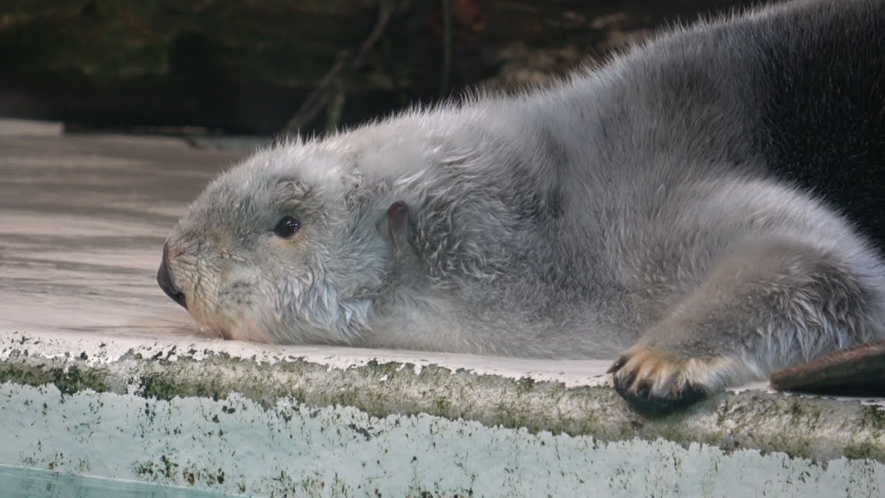 【ラッコ】メイちゃんお目目ウルウルからの入眠