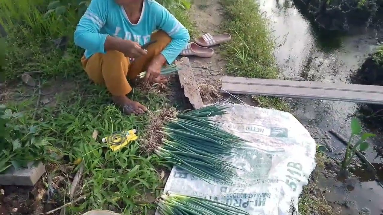 KERIWEHAN BAPAK PANEN 🙏🏻PUJI TUHAN🙏🏻