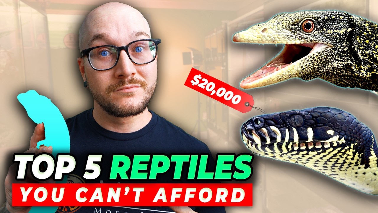 5 Reptiles NOBODY Can Afford, Get These instead!