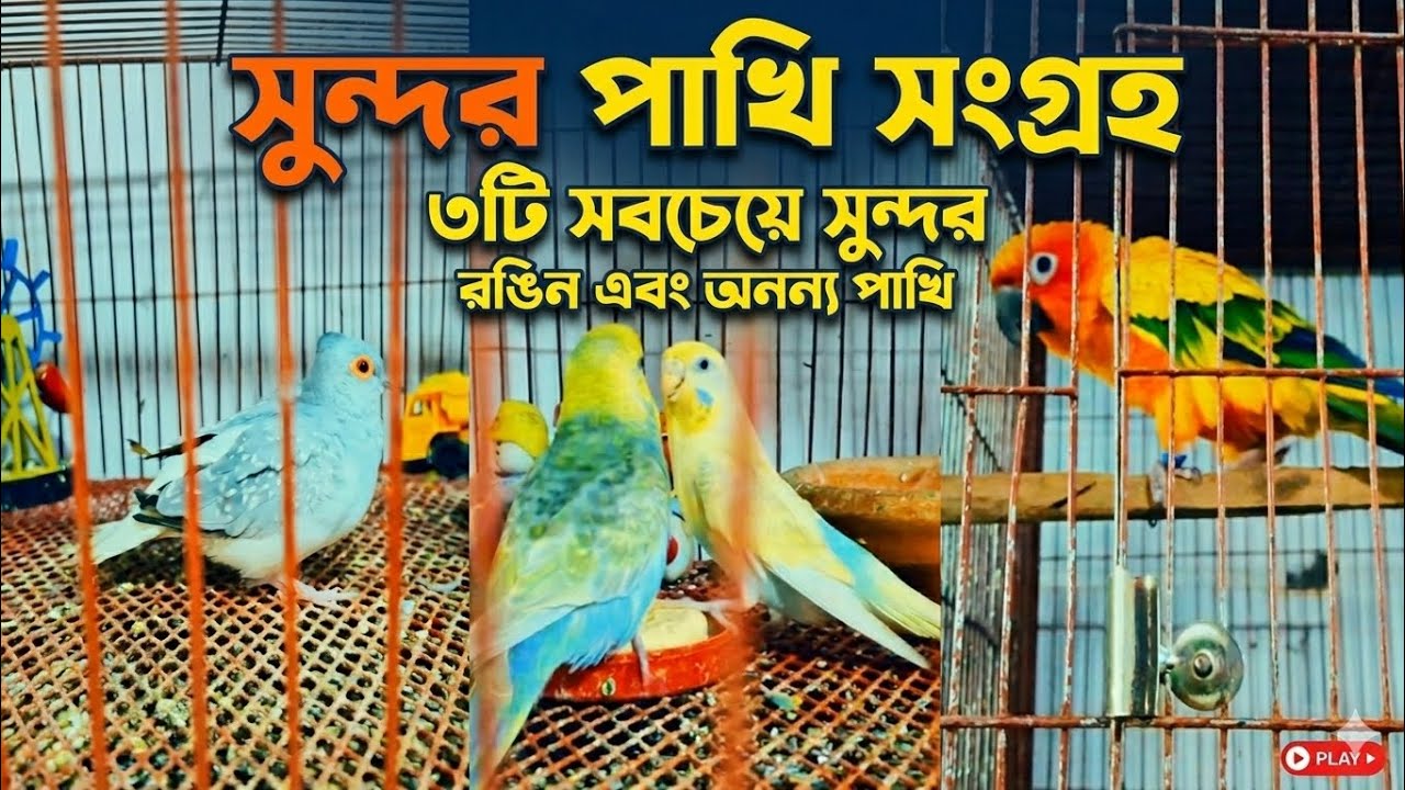  শখের পাখি পালন। ভিন্ন রঙের। #পাখি #birdsounds #birdspecies #peace #petshub #nature 