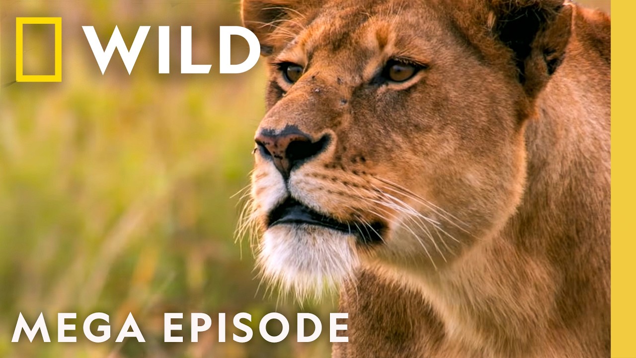 Queens of the Animal Kingdom | MEGA Episode | Nat Geo Animals