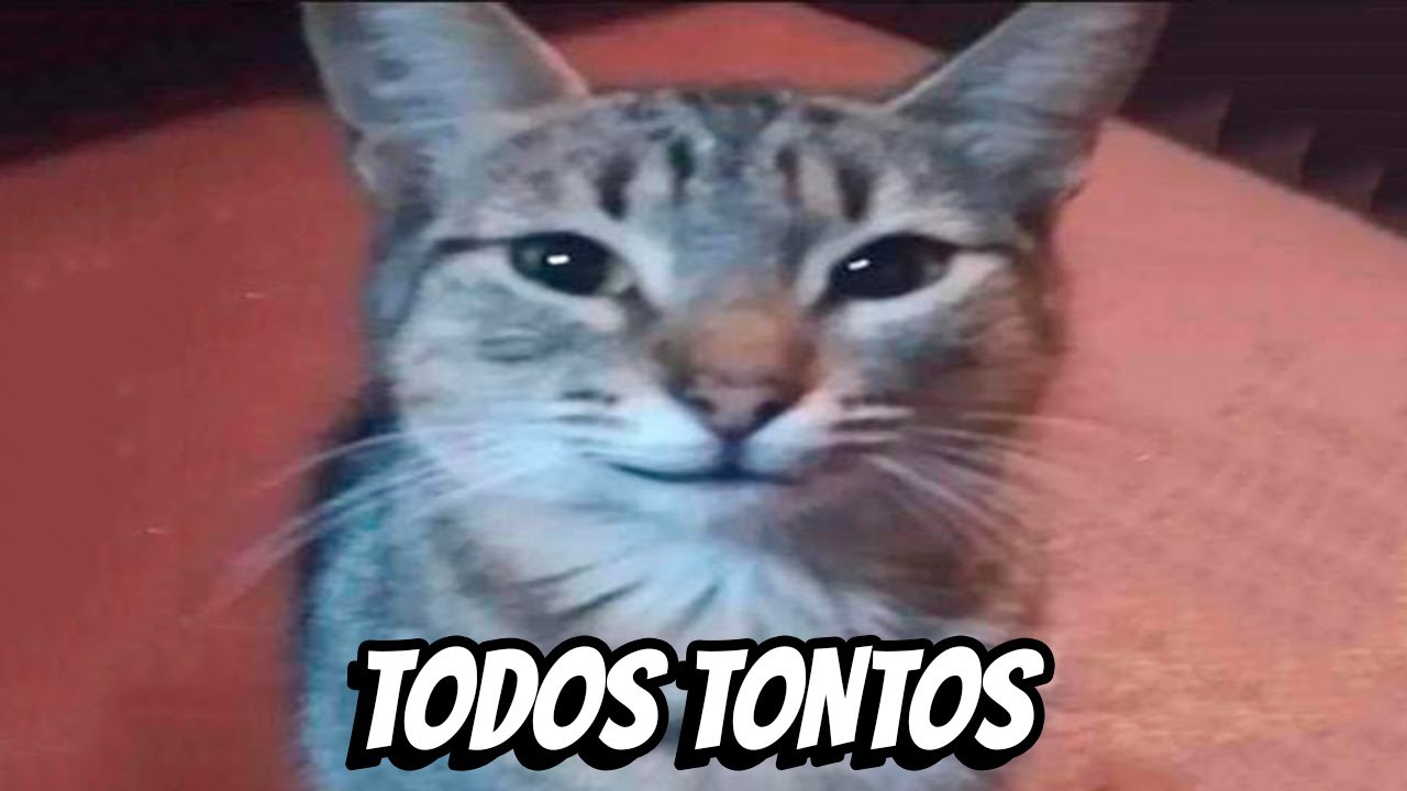 1 Hora de Shitposting Compilation | Especial 100k