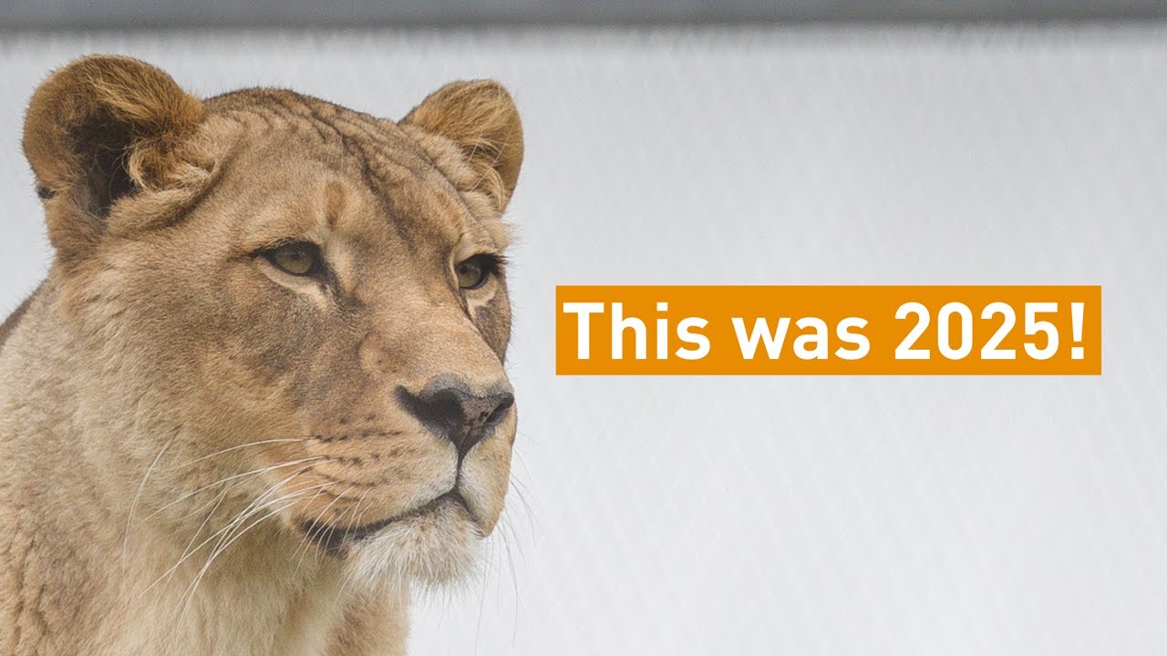 FELIDA in 2025 🦁🎥🐯 | FOUR PAWS | [SUBS]