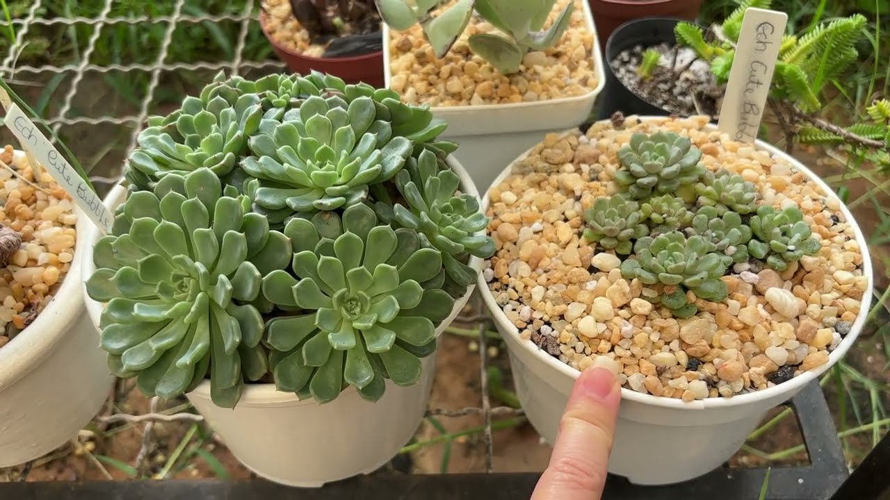 DANDO UM UP NAS SUCULENTAS #suculentas #plantas #jardim 