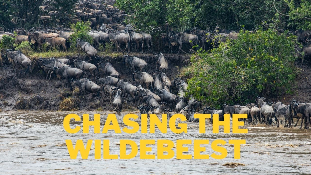Chasing the Wildebeest | The Great Migration in Serengeti