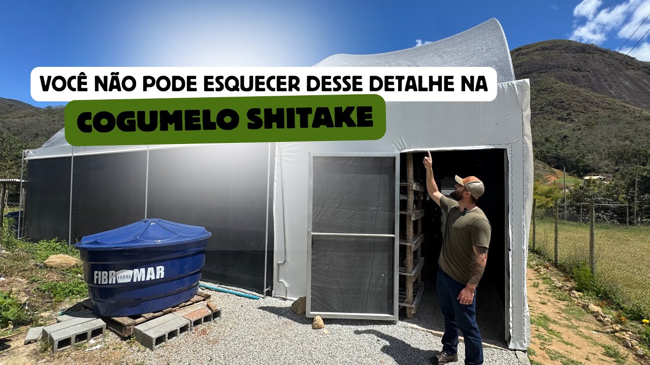Como Produzir Shitake Em Estufa 
