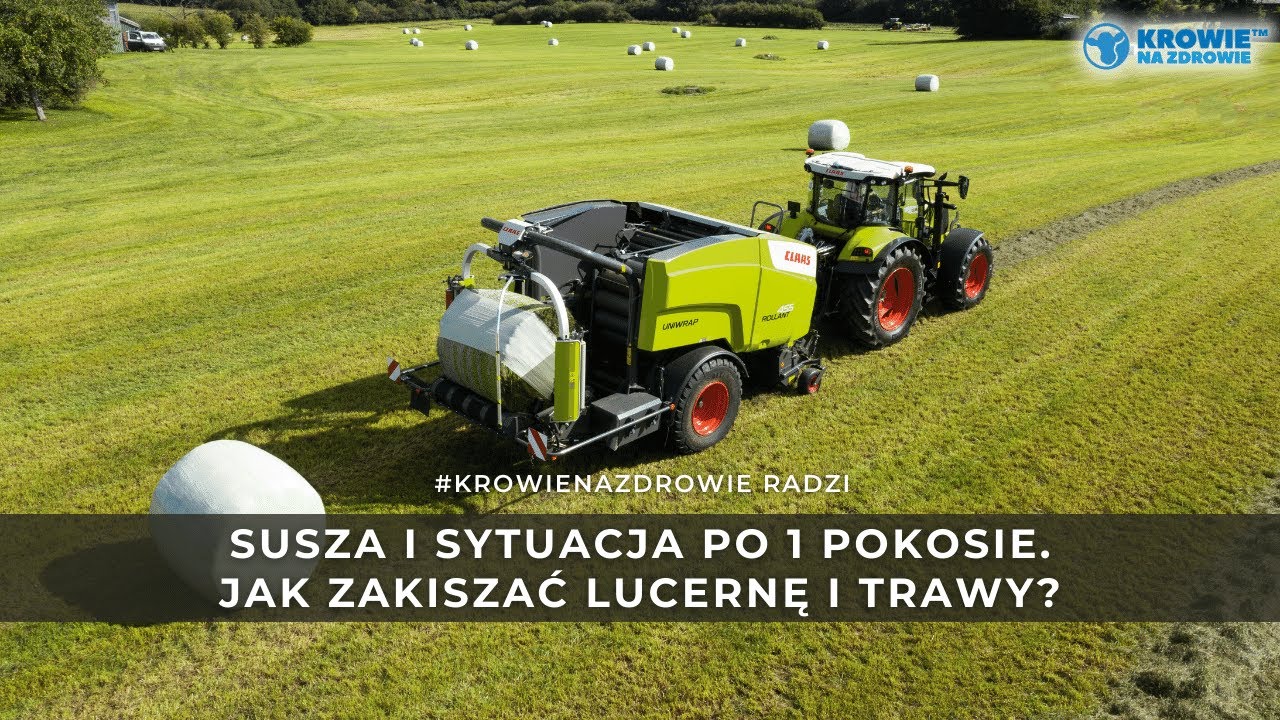 Susza i sytuacja po 1 pokosie. Jak przygotować kiszonki w takich warunkach? Krowie na Zdrowie radzi.