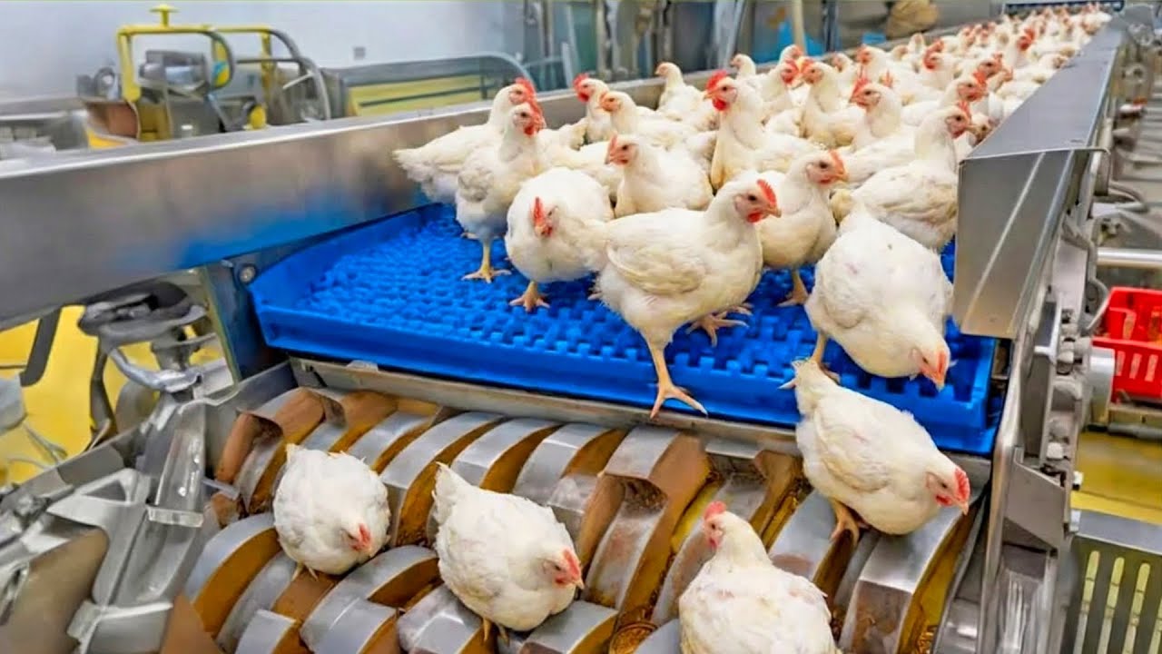 Inside the Mega Factory: How Millions of Chickens are Processed Daily (Full Process)