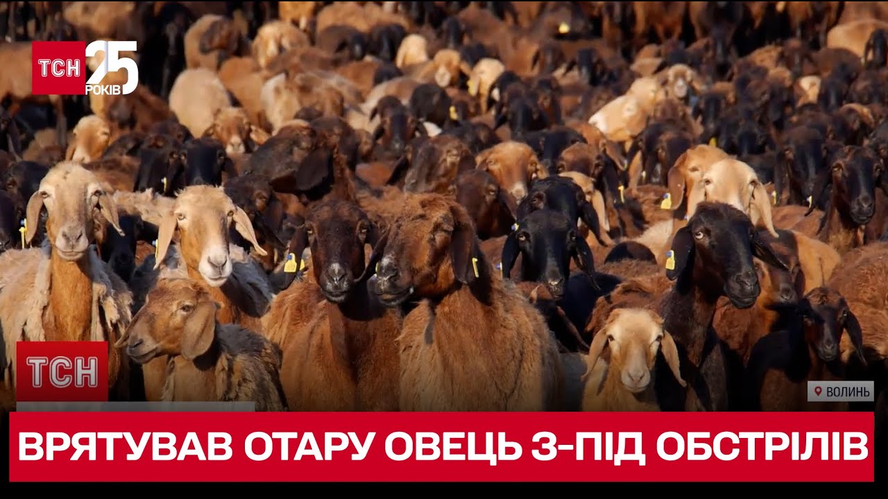 И гнал, и перевозил! Как фермер эвакуировал 400 своих овец из Донбасса на Волынь