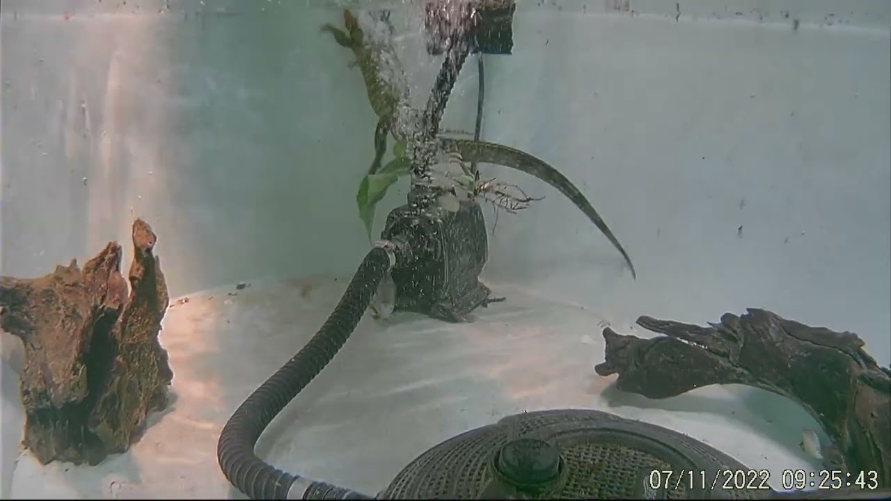 caiman lizard (Dracaena guianensis) swimming
