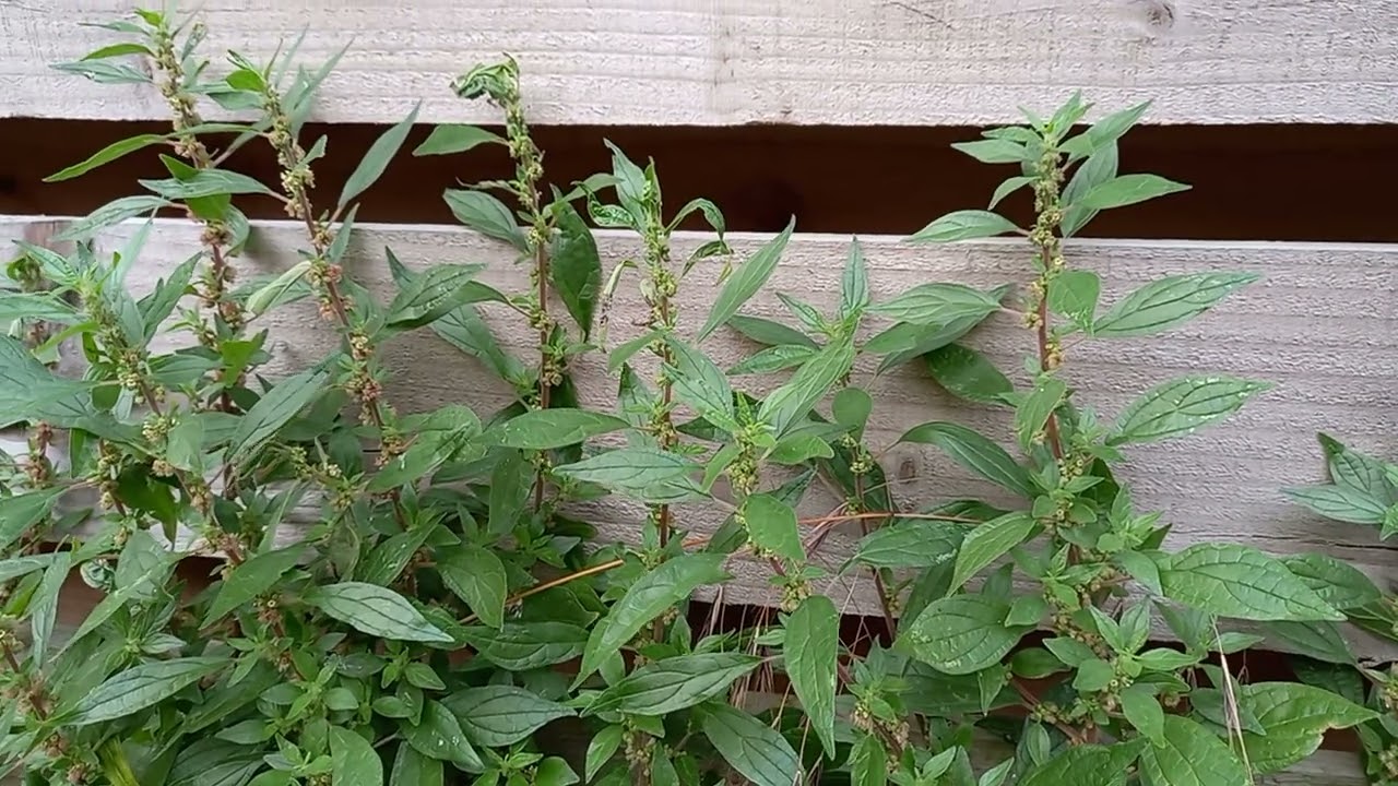 Pellitory-of-the-wall Unleashed: A Visual Journey of this Amazing Plant