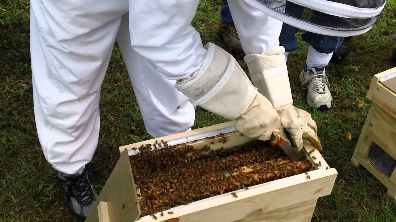 Queen Cell Starter - Swarm Box